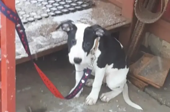 Найден щенок питбуля на ул. Миля, готовый к растерзанию!