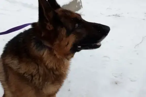 Найдена собака в Салмачи, Казань