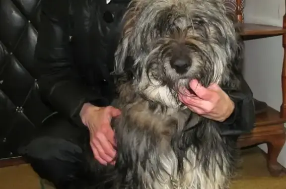 Найдена терьеристая собака возле ТЦ Весна в Магнитогорске