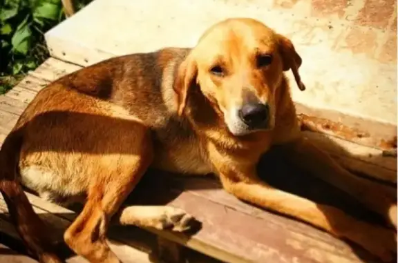 Пропала собака в Онеге, рыжая русская гончая.