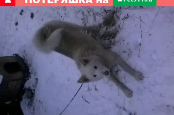 Пропала собака Лайка в Унече, Брянская область