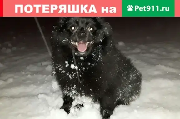 Пропала собака на ул. Ворошилова в Ижевске