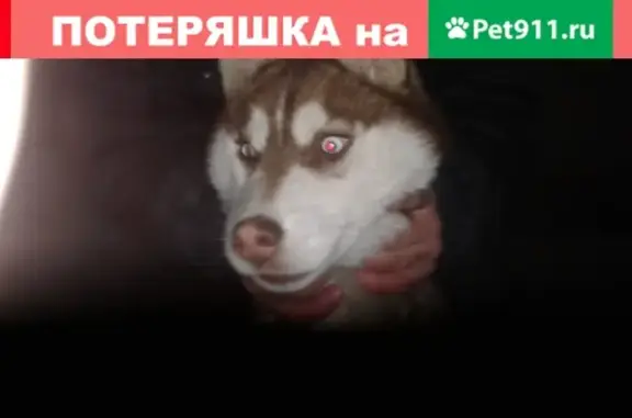 Пропала собака в пос. Дубки, Ростовская обл.
