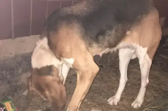 Найдена собака в Кашире, Ситне-щелканово