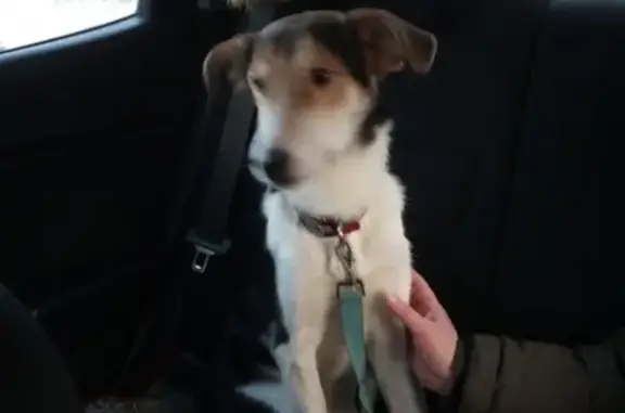 Найдена собака в Череповце, район Жукова 4
