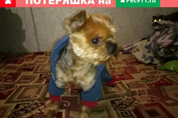 Найдена потеряшка собака в Чайковском, Пермский край