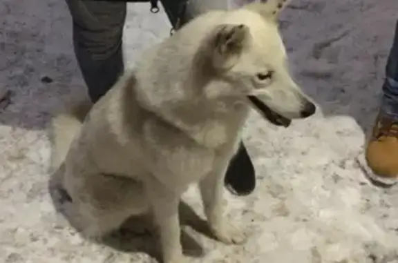 Найдена собака у магазина на Ташкентской, Выхино.
