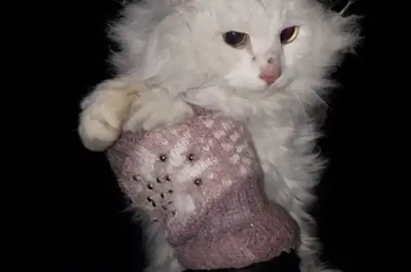 Найдена кошка на дачах ул. Т. Снежиной