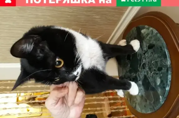 Найдена ласковая кошка на улице Горького