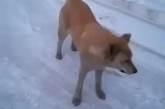 Собака потерялась в Чите, ищем хозяина!