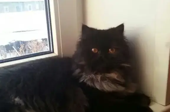 Пропала персидская кошка в Петрозаводске, Боровая 14