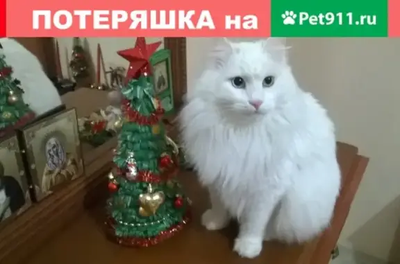 Пропала кошка в Московской области, деревня Малые Вязёмы