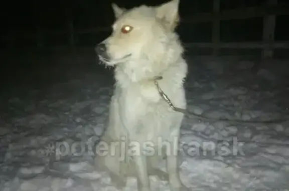 Найдена собака на территории конного клуба в Новосибирске