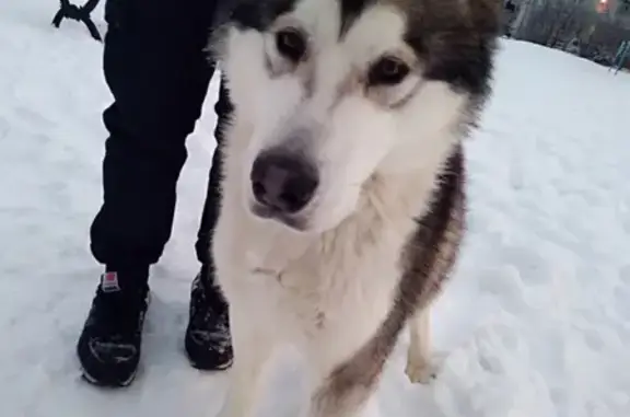 Найдена крупная собака в Курске, ищем хозяина