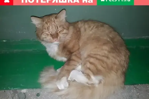 Найден кот на ул. Томина, Курган