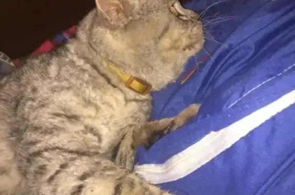 Найден кот с желтым ошейником в Камешково