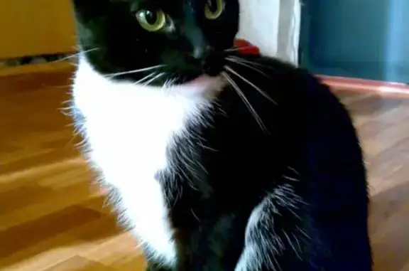 Пропал кот Реми на Путилковском шоссе, окрас черно-белый.