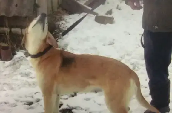 Пропала собака в Сокольском районе, ищем в Заволжье