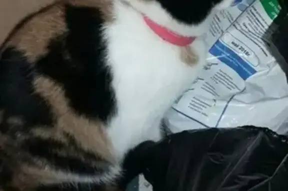 Кошки потеряшки, Пушкинское, фото: Потеряшка кошка в Республике Мордовия