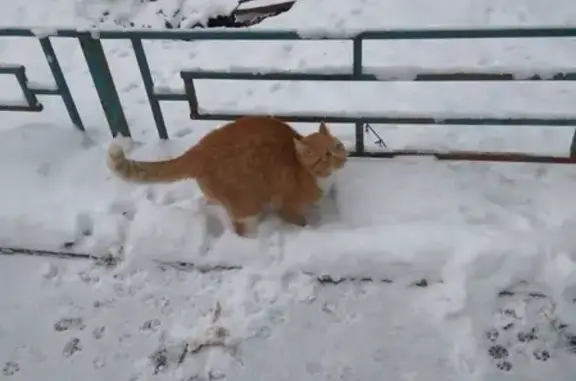 Пропал рыжий кот в Красной Пахре, Москва