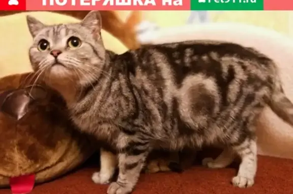 Найдена кошка Марта в г. Алексине, Тульская область