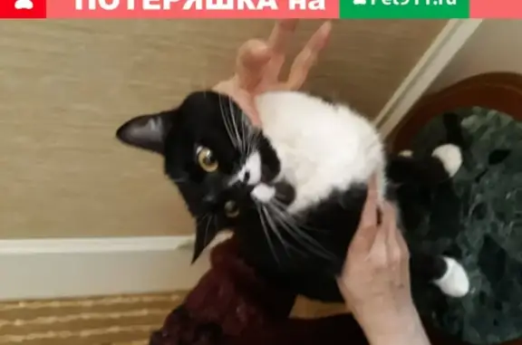 Найдена черно-белая кошка на М. Горького и Суворова в Калуге