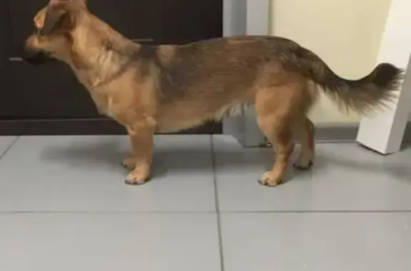 Найдена домашняя собака в Обухово, ищем владельца (Видео)
