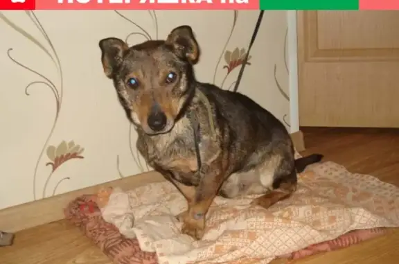 Найдена собака на трассе Киров-Казань, возраст около 8 лет, нужна помощь.