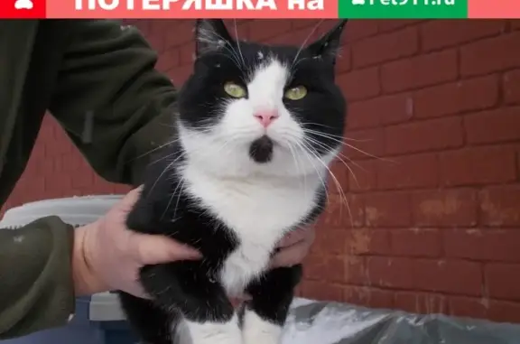 Найден ручной кот в Дмитрове, Шпилево