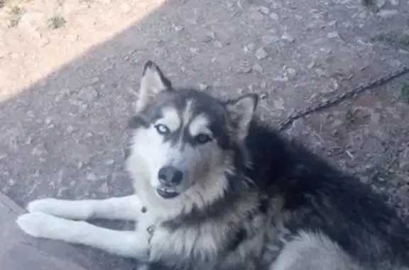 Собаки потеряшки, ДНТ Чёрная Сопка, фото: Потеряшка собака в Берёзовском районе Красноярского края