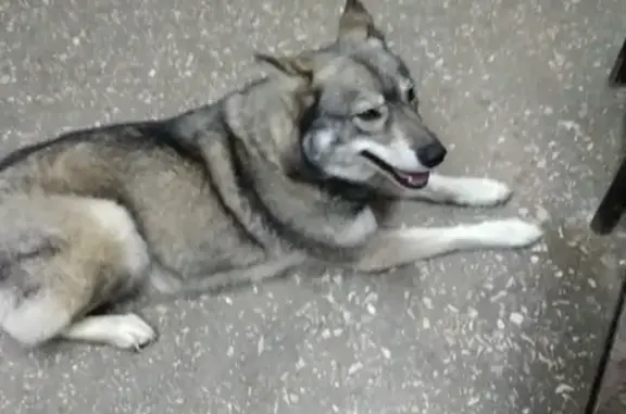 Пропала собака Лада в районе детской больницы, Черкесск