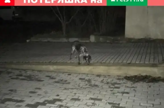 Потерянный щенок с металлическим ошейником в Севастополе