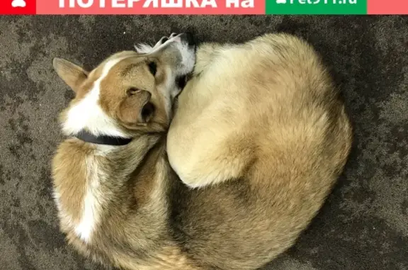 Собака найдена на ул. Каскадная, Москва
