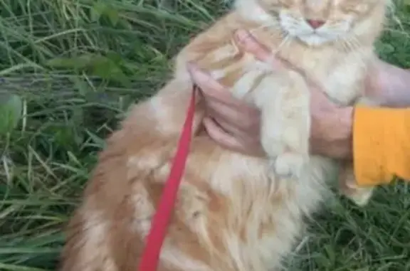Пропала кошка в коттеджном поселке Яковлево