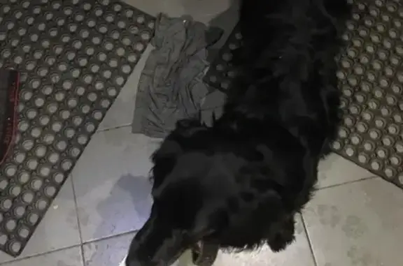 Найдена собака в Засечном, Пензенская область