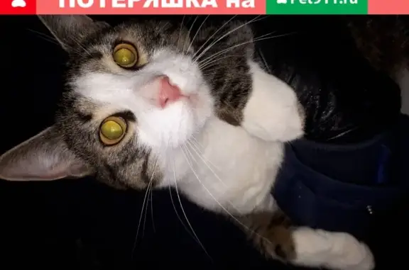 Найдена домашняя кошка на ул. Борисовские Пруды