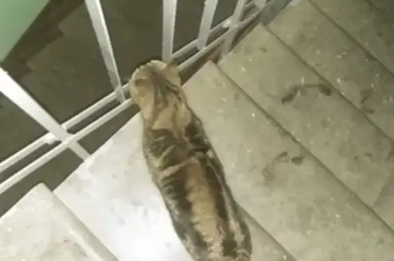 Срочно найдена кошка на улице Аэродромная, домашняя и ласковая