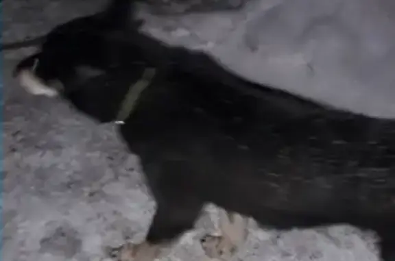 Найдена собака на Нижегородской улице
