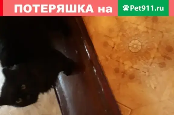 Найдена кошка в Нижнем Новгороде, Высоковский проезд, 10