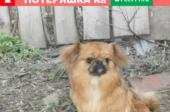 Пропала собака в поселке Арсения, Ивановская область