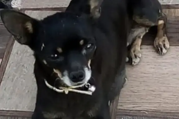 Пропала собака в районе 16 школы, Краснодарский край