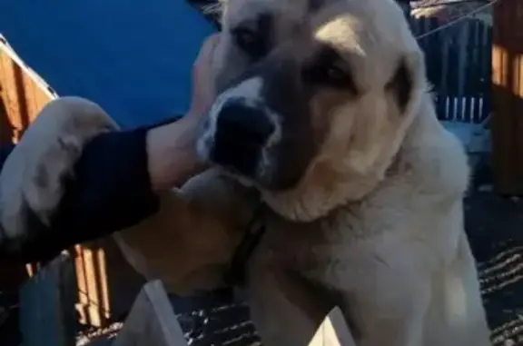 Пропала собака в Воротынске, Калужская область!