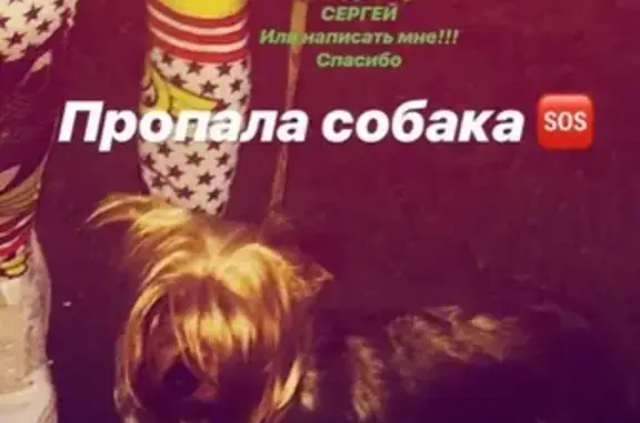 Пропала собака в Ярославле, зовут Мила (йоркширский терьер, 6 лет)