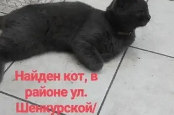 Найден кот на ул. Шенкурской, тел. указан.
