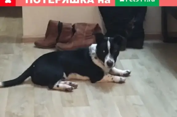 Найдена собака на пр. Ворошилова 5А