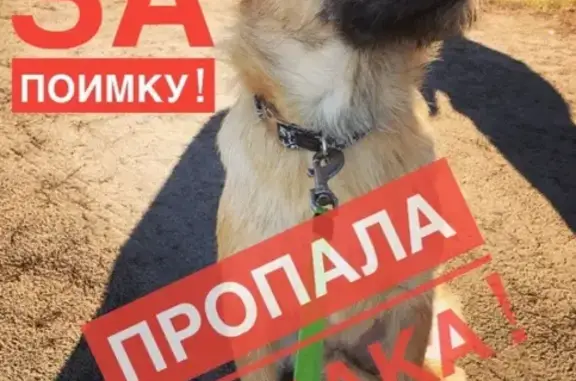 Пропала кураторская собака в районе Акри, Ступинский район, МО, вознаграждение 30 000 руб. #Ступино #Акри #МО