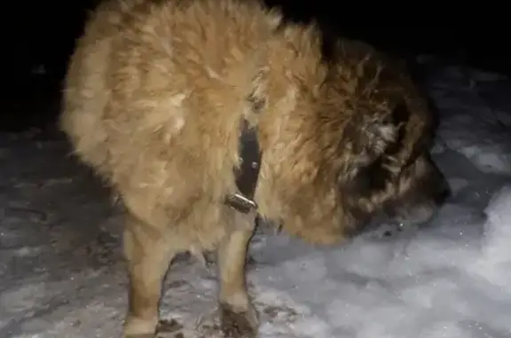 Найдена кавказская овчарка в районе Порта, Кимры