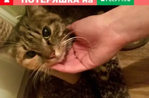 Найдена кошка в Хабаровске - ищет дом на Новый год