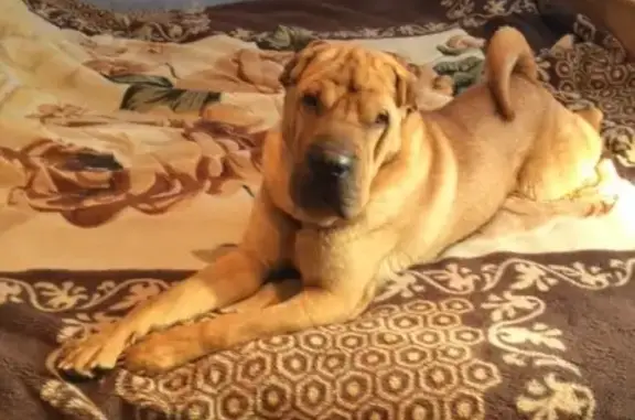Пропала собака Афина в Комсомольске-на-Амуре