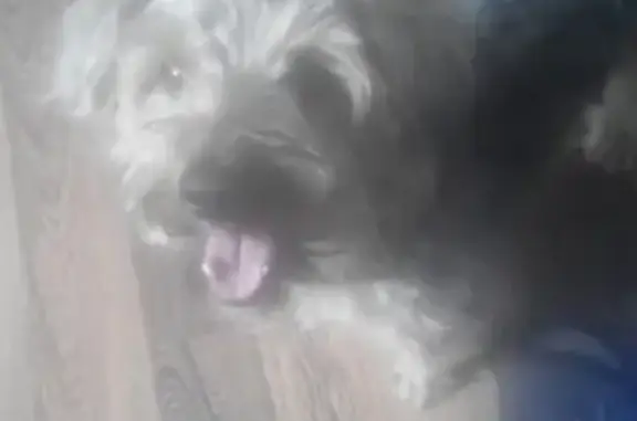 Пропала собака «Чип» возле стадиона «Ермак» в Новочеркасске